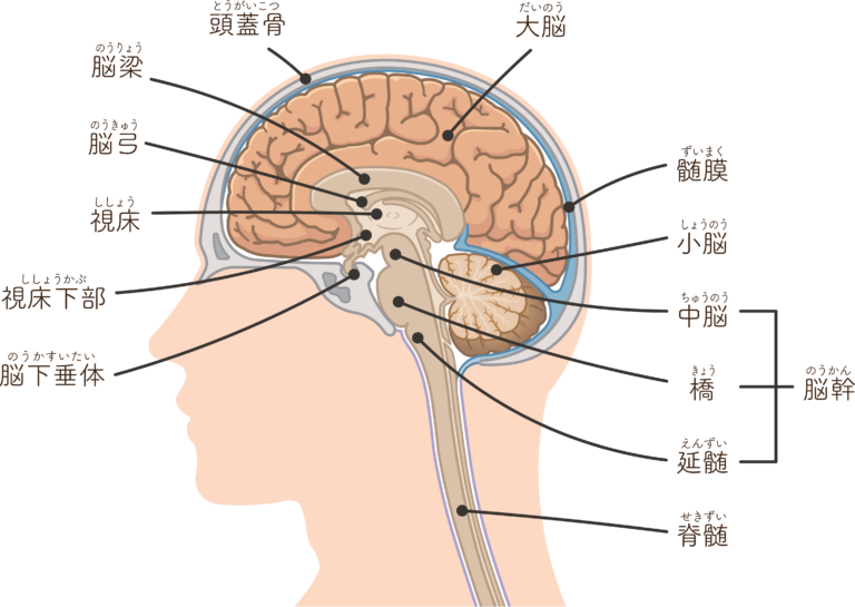 脳の構造