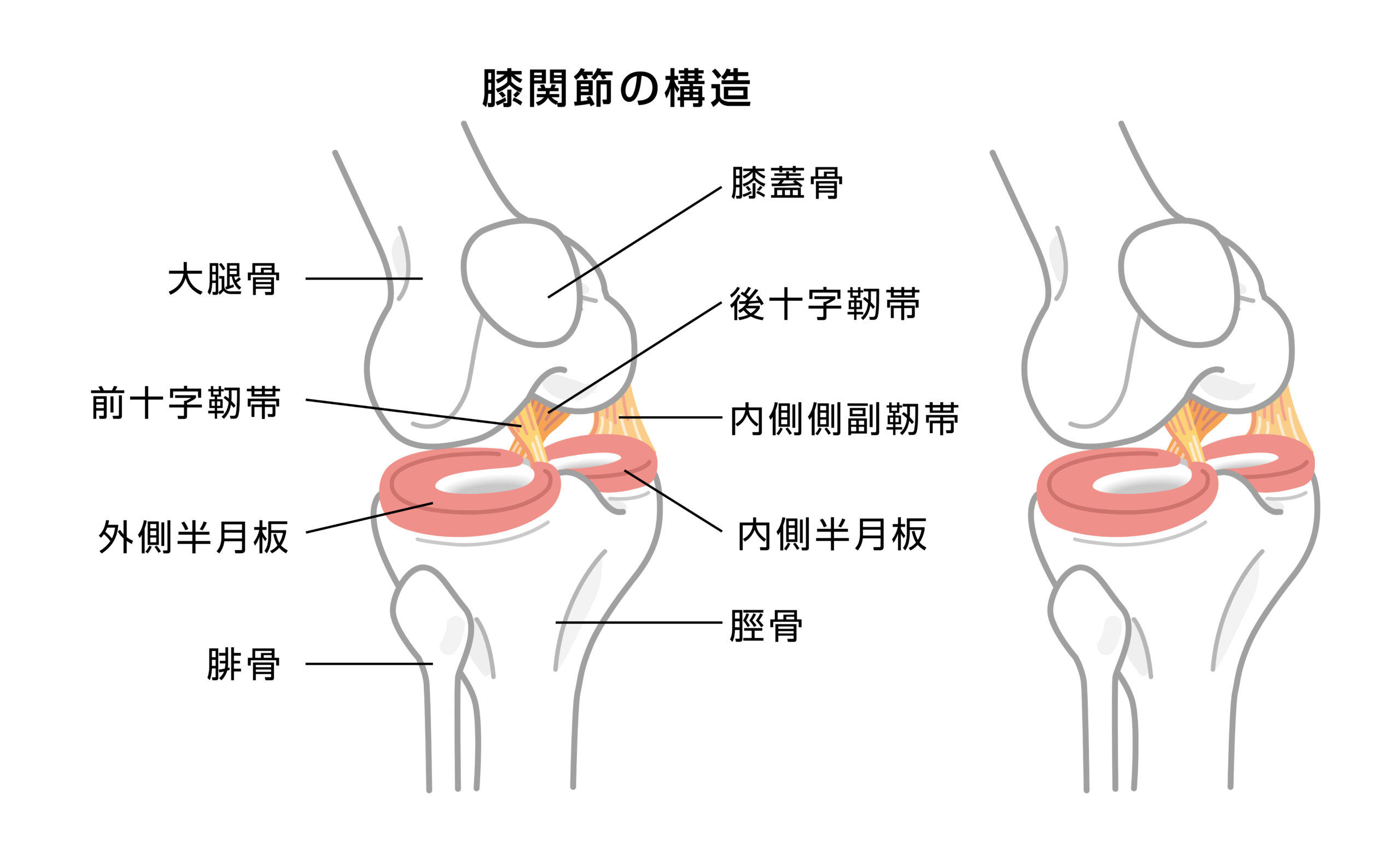 膝の構造