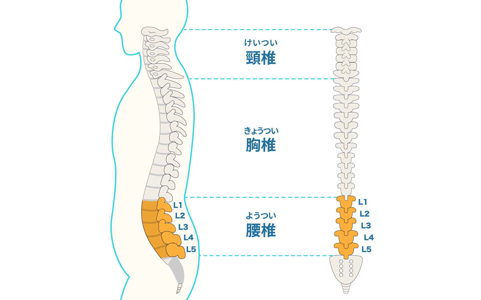背骨の構造