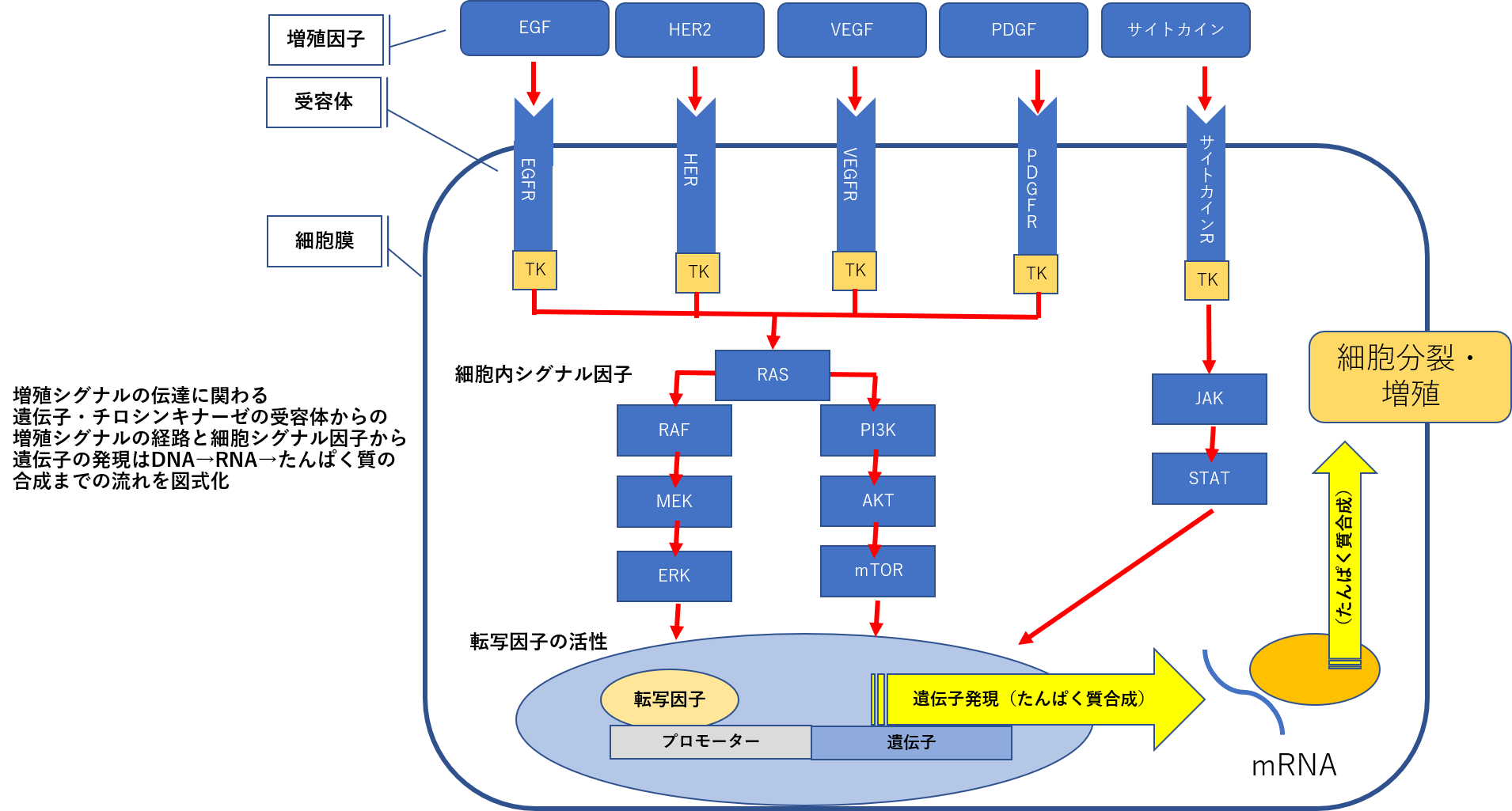 血管新生阻害薬一覧 – 抗血管新生薬療法 – MEPQLG