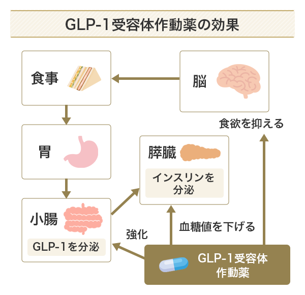 GLP-1受容体作動薬の効果の図解