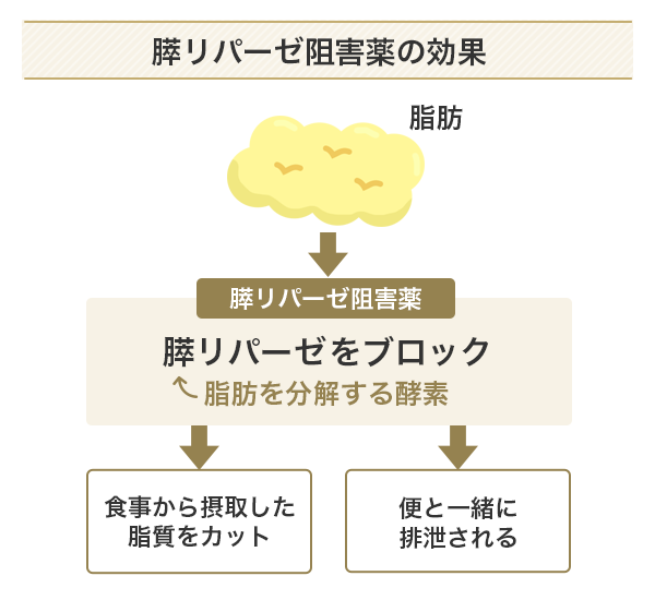 膵リパーゼ阻害薬の効果
