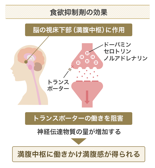 食欲抑制剤の効果