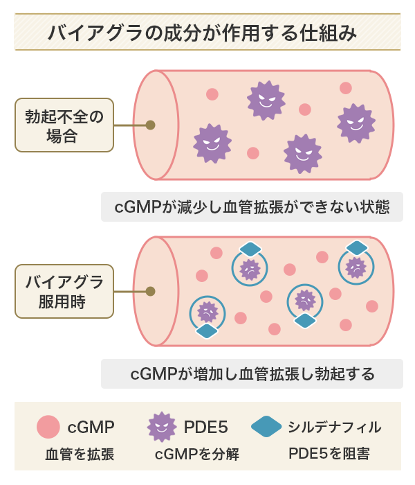 バイアグラの成分が作用する仕組み